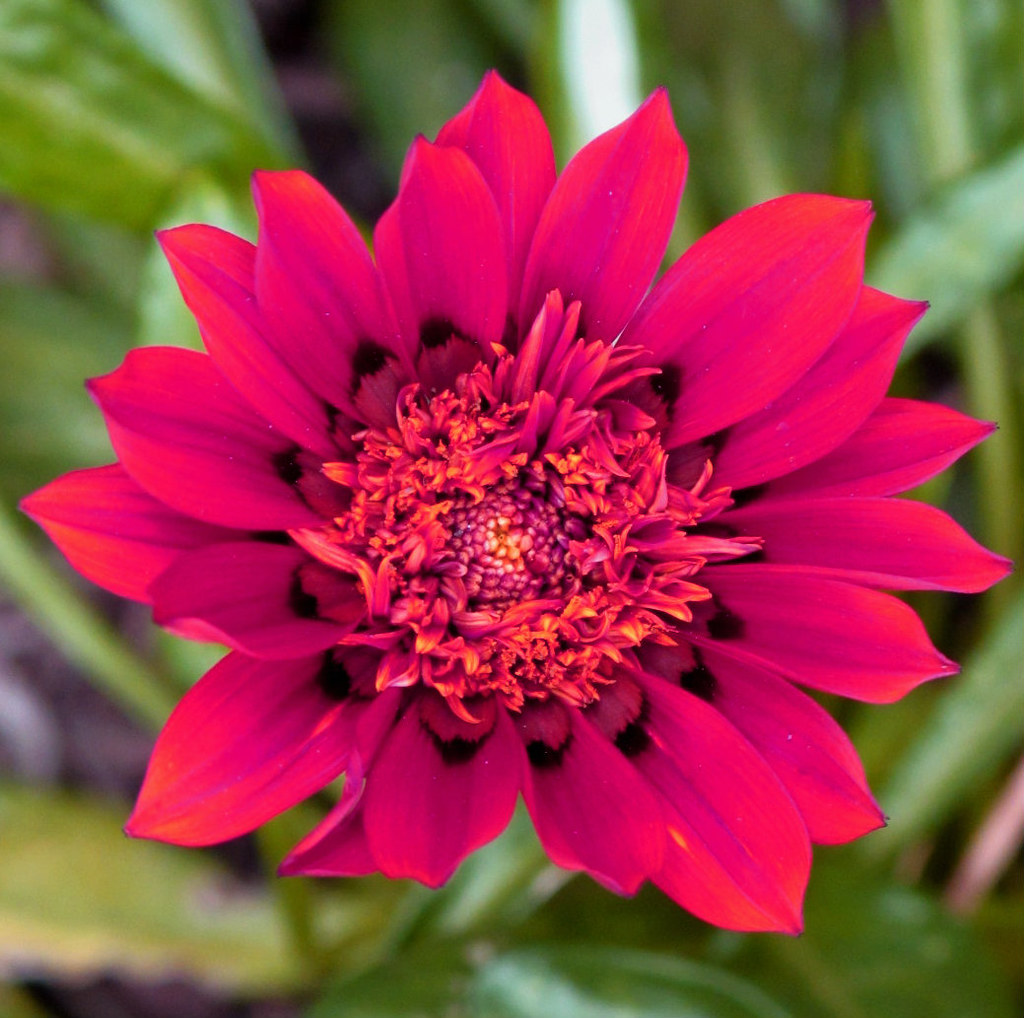 Flowers, Kentlands, Imagination IMG_6535 A Photowalking in… Flickr