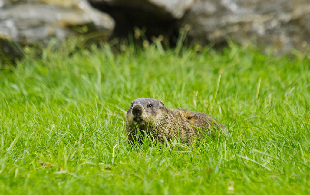 Muskrat Corona Park cometoseemerganser Flickr