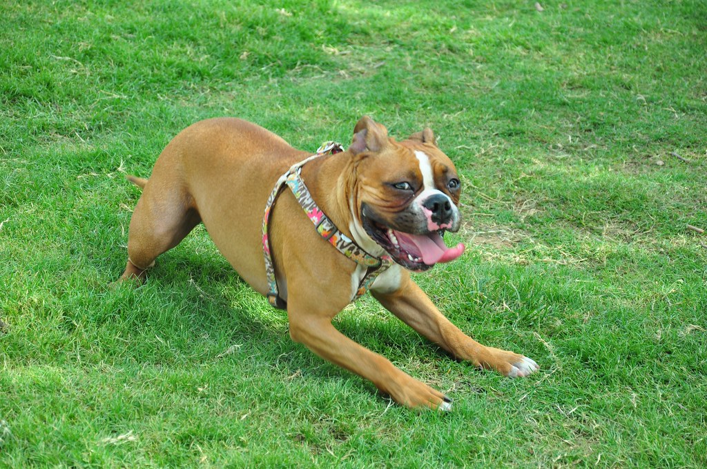 lucy the boston terrier/boxer mix taken at papago dog