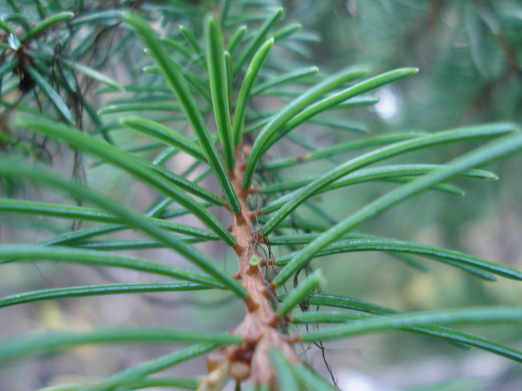Engelmann Spruce needles (Picea engelmannii) Spruce needle… Flickr