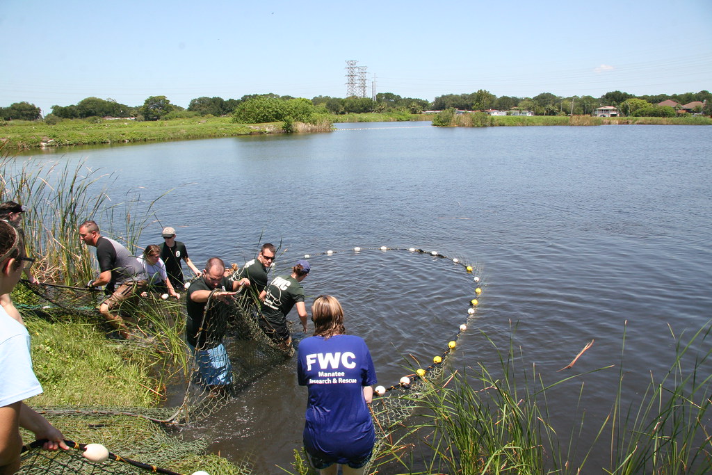 Capture FWRI researchers, Clearwater Marine Aquarium staff… Flickr