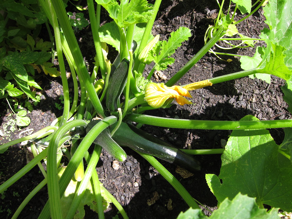 IMG_6687 zucchini growing slowly adaenn Flickr