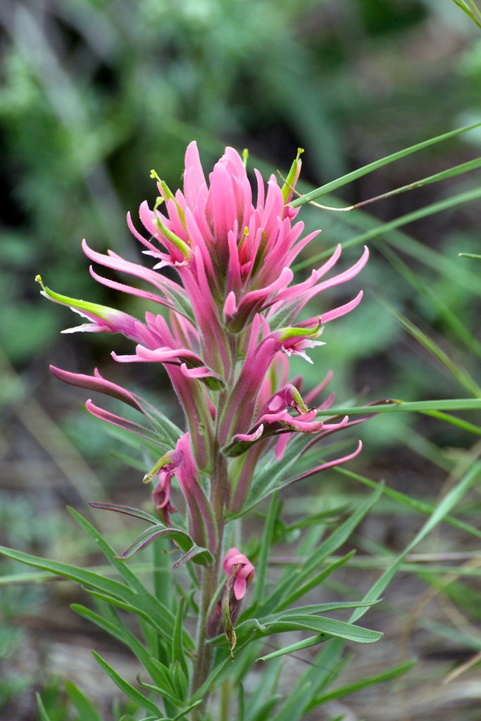 Prairie Paintbrush (Castilleja purpurea) doctorpyserphd Flickr