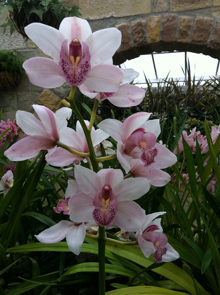 Orchid at Royal Tasmanian Botanical Gardens '12. Joe Kocharunchitt