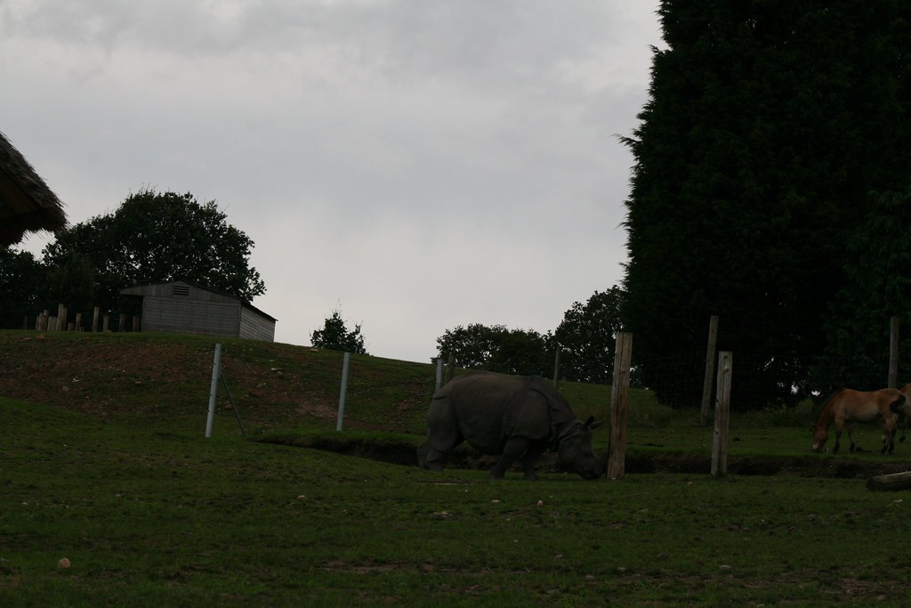 Indian Rhinoceros West Midland Safari Park Zoo, near Kid… Flickr