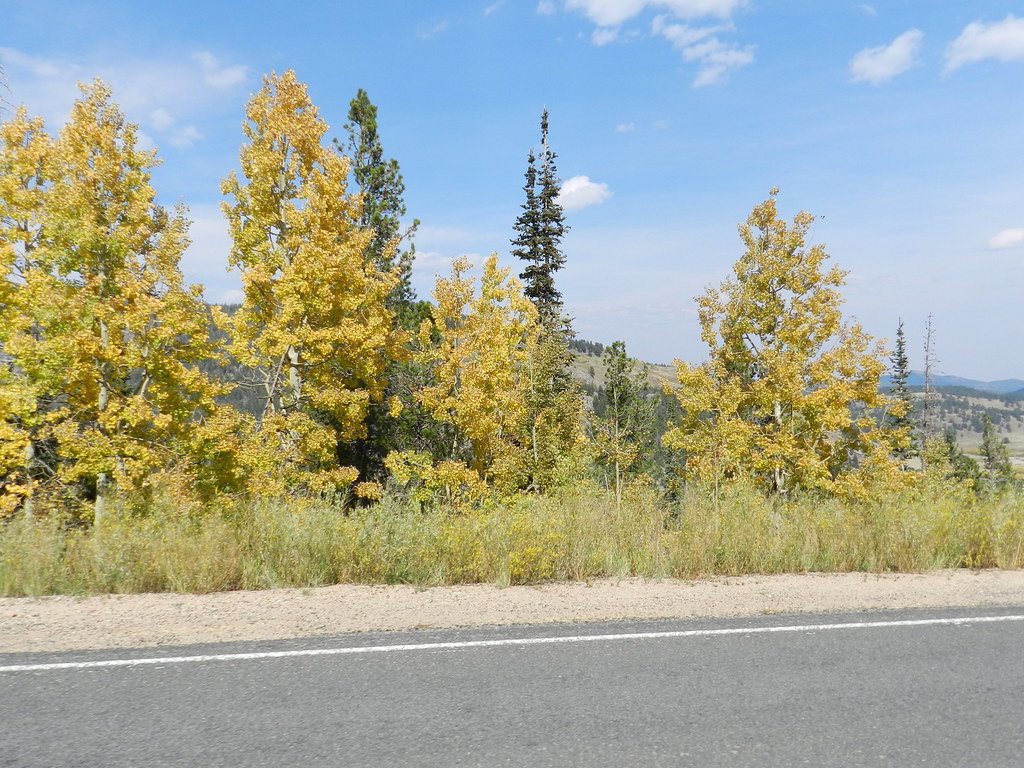 Gold Trees Sept.23, 2012 DSCN5698 shankargallery,richa… Flickr