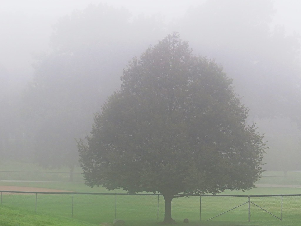 Fog in the morning at Beech Grove Park. Despite the heavy … Flickr