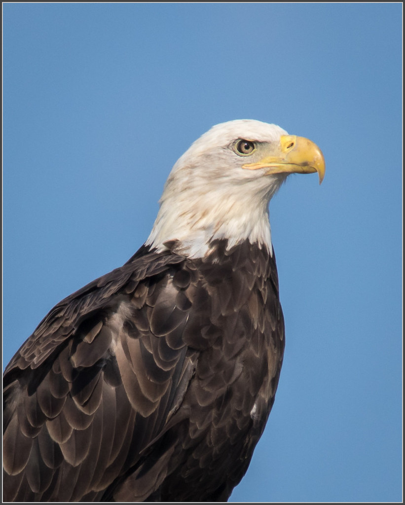 Bald Eagle Matt's Landing, Heislerville, NJ Tom Jenkins Flickr
