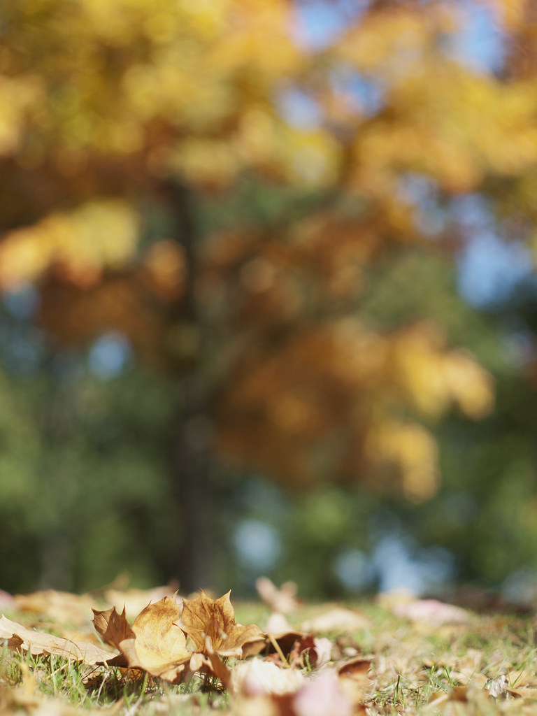 Herbstmalerei Oder Herbstbokeh Der Herbst Ist Die Bunt Flickr