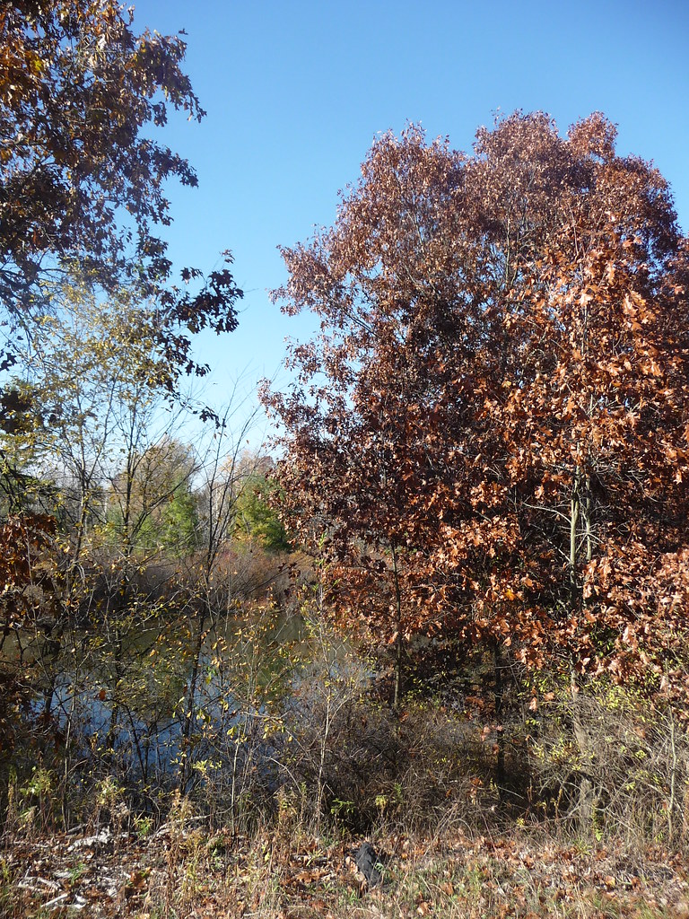 Rogue River Park pond Belmont, Michigan. creed_400 Flickr