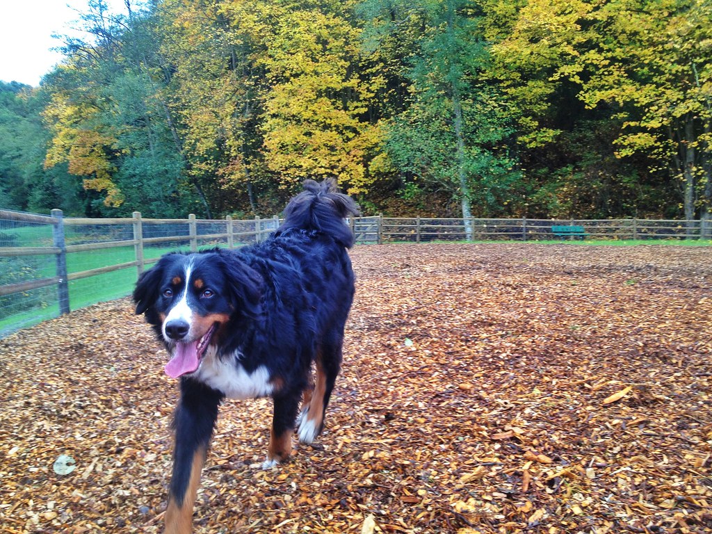 Mukilteo dog park Mukilteo and Everett newest off leash do… Flickr