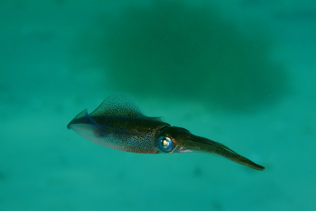 Inking Squid When squid feel threatened, they squirt out i… Flickr