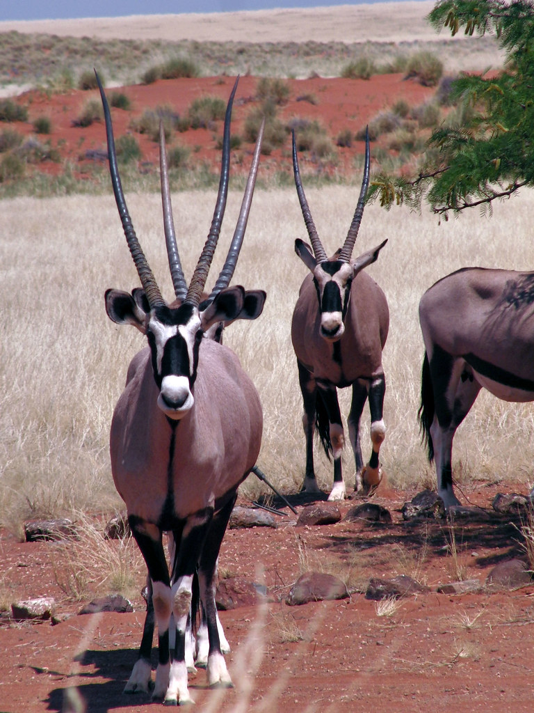 Lots and lots of horns Jochen Smolka Flickr