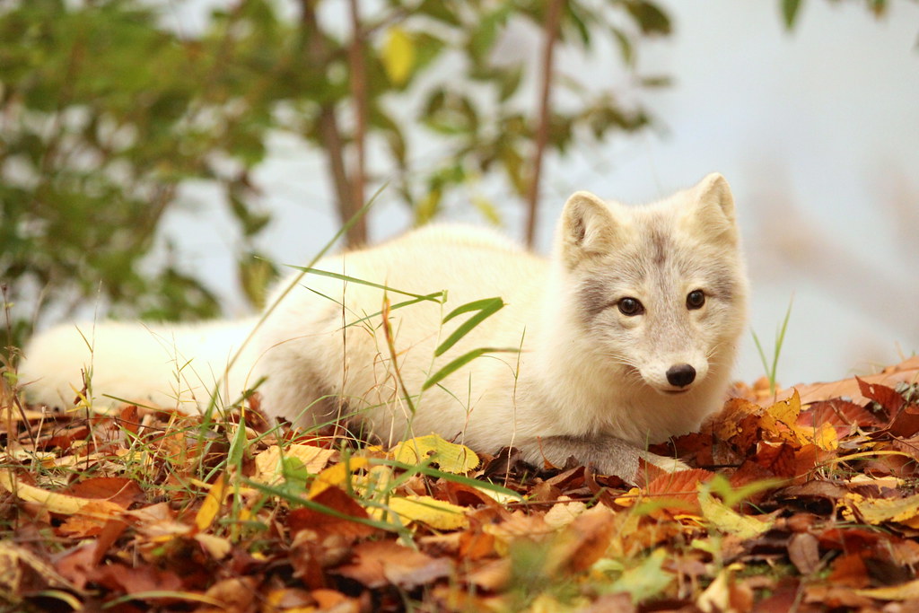 Central Illinois wild gray fox While taking some portraits… Flickr