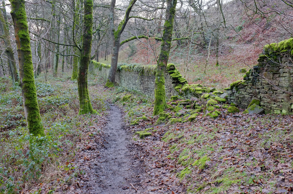Woodland moss View On Black Greg Ward Flickr