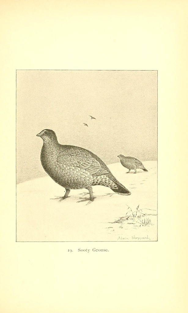 n134_w1150 The gallinaceous game birds of North America,. … Flickr