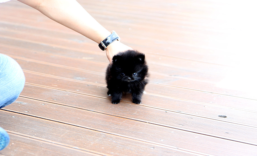 Droll Pomeranian Black Puppy l2sanpiero