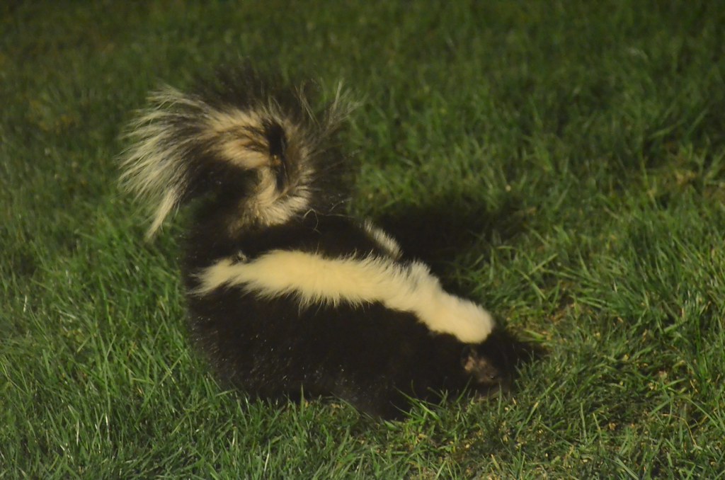 Skunk A skunk grubbing for dinner under our bird feeder. I… Flickr