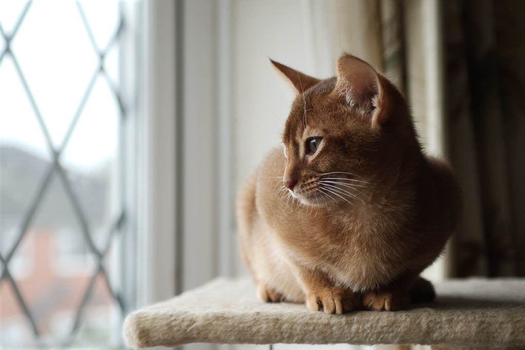 Theo Theo is a 15 week old chocolate Abyssinian kitten. Matt Flickr