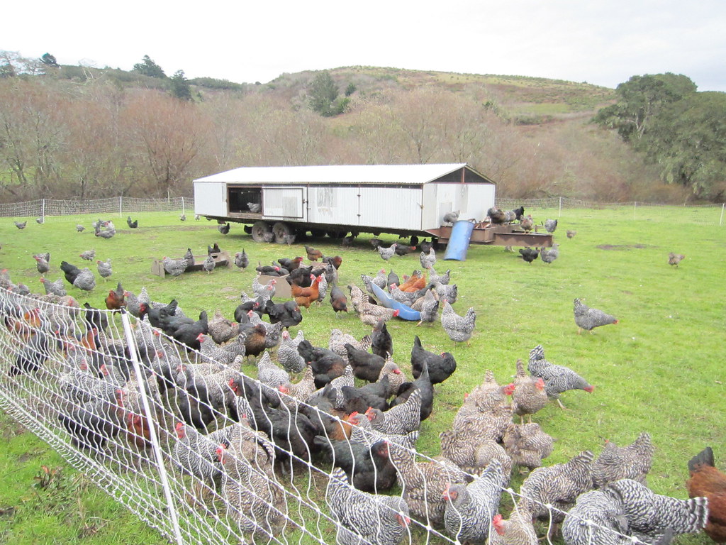 Left Coast Grassfed/Tom Kat Ranch Flickr