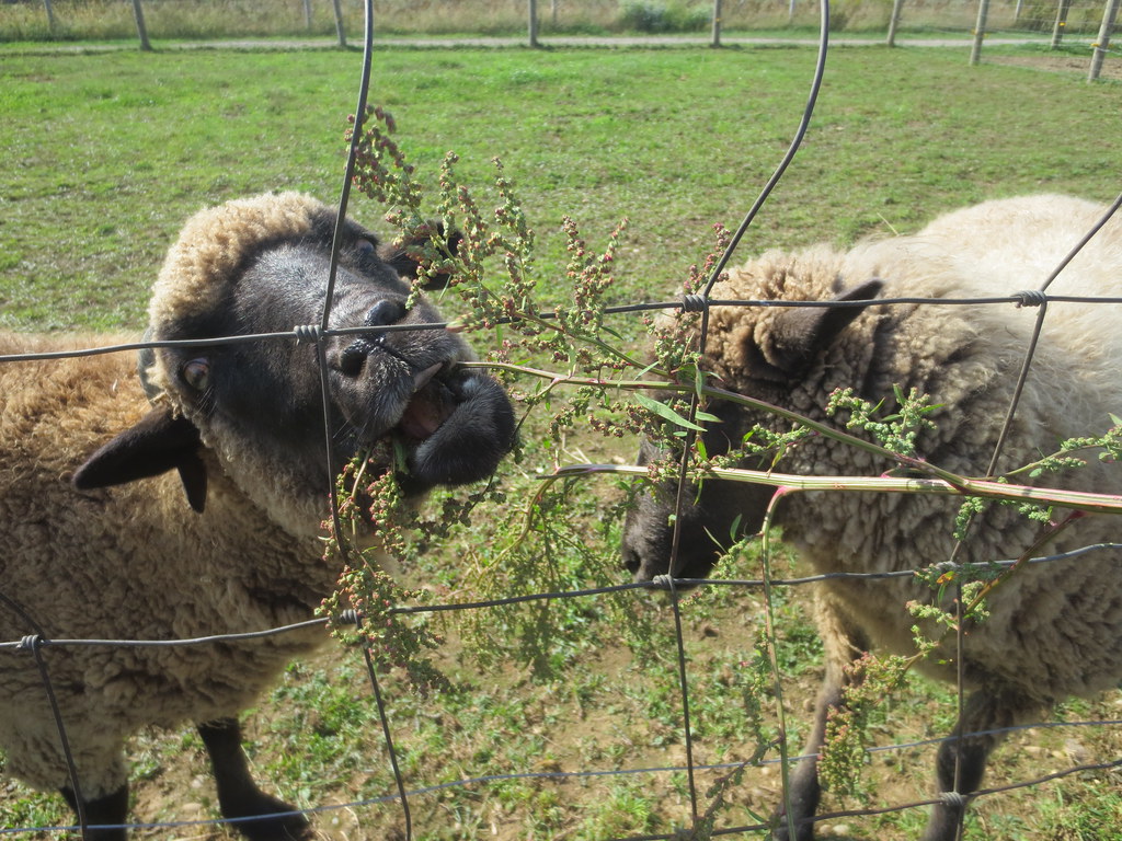 Sheep at Windy Acres Farm in Calverton, NY Pumpkin Picking… Flickr