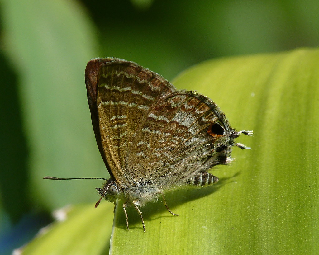 Cycad Blue butterfly Theclinesthes onycha One of many ty… Flickr