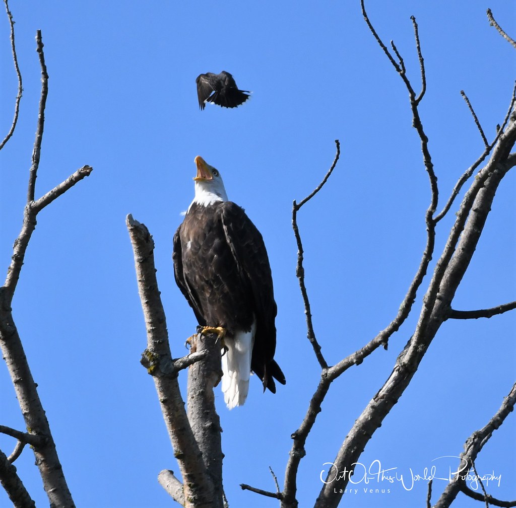 Wisconsin Bald Eagles Bald Eagles in the Northwoods of Wis… Flickr