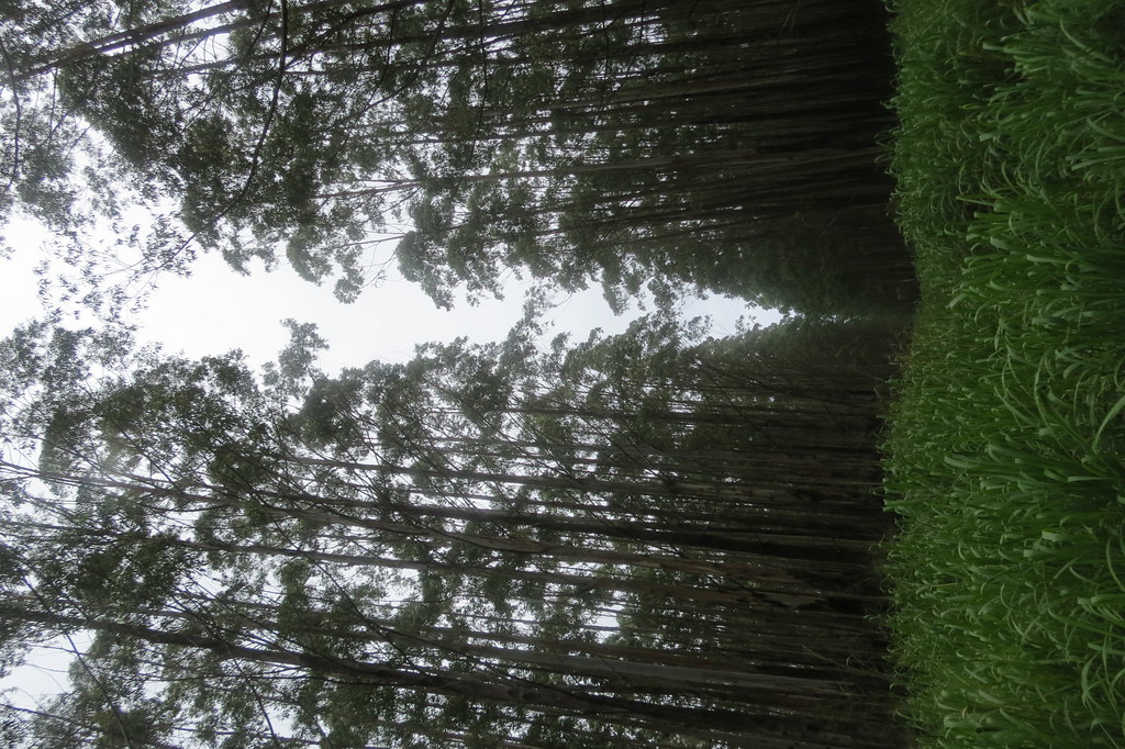 IMG_4008 Mila Zinkova Flickr