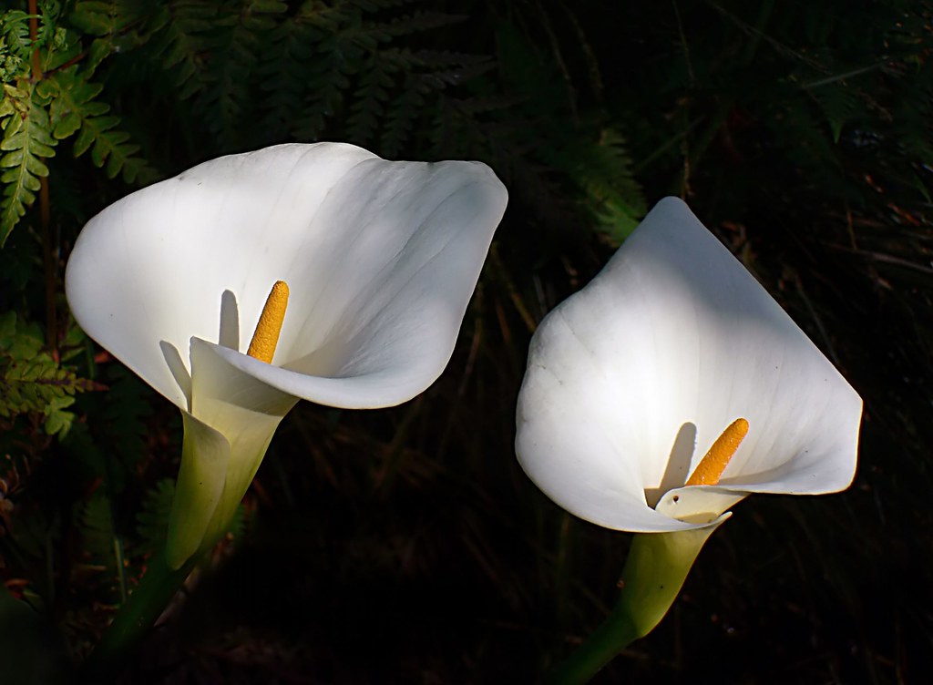 Arum Lilies. (Zantedeschia aethiopica ) The Arum lily is a… Flickr