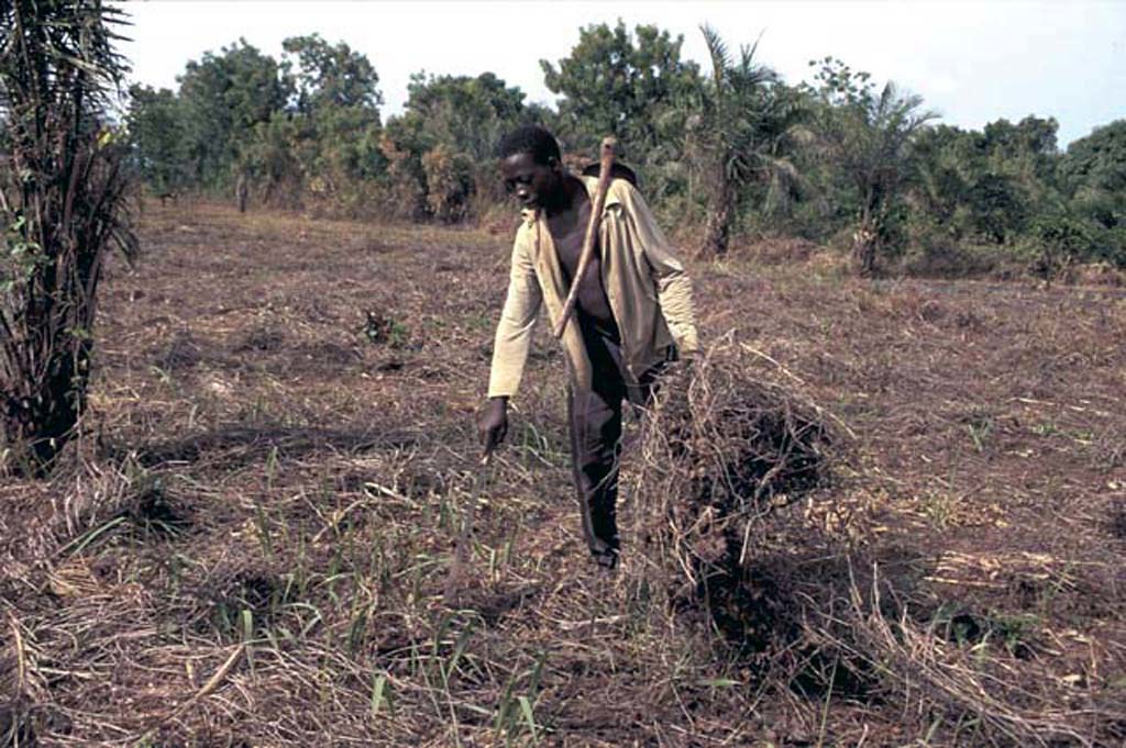 Farmer clearing dry grasses from farmland Farmer clearing … Flickr