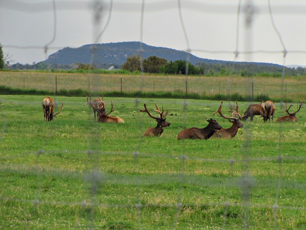 Elk farm through the fence (3 of 4) When I see elk on a me… Flickr