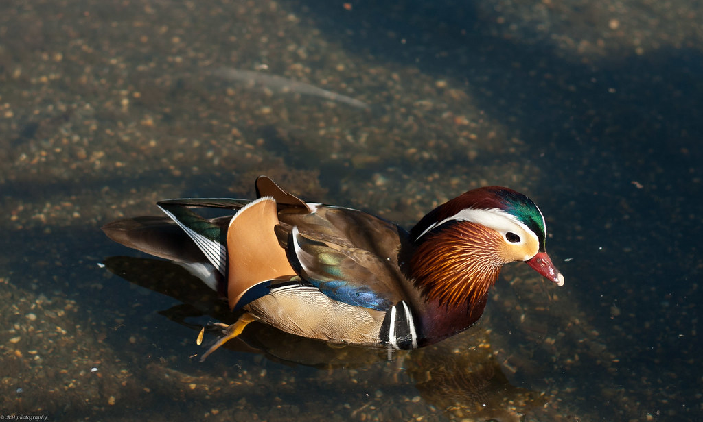 Mandarin duck Hyde park, London Alessandro Midiri Flickr