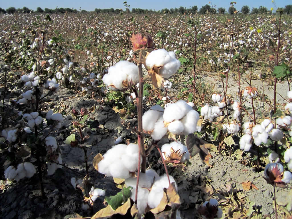 Cash Crops Cotton