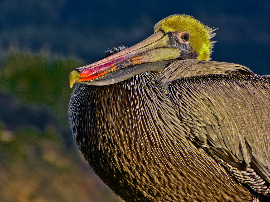Old Brown Pelican P1050720 This oldtimer was hanging a… Flickr