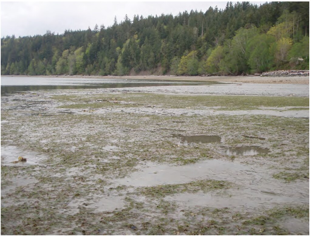 TarbooDabob Bay Estuarine Wetlands, Jefferson County, WA. Photo Credit