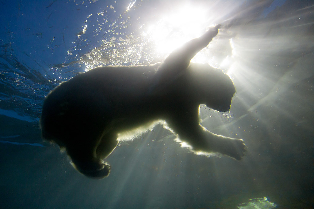 Polar bear Polar bear underwater in CPH ZOO's The Arctic R… Flickr