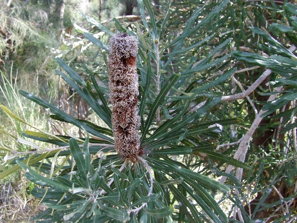 Proteaceae>Banksia attenuata? Candle Stick Banksia? DSCF13… Flickr