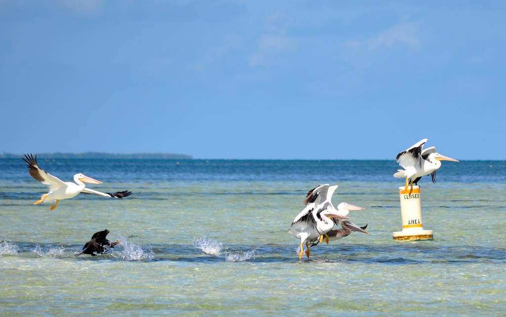 whitepelicansflightflakeys368 Rare white pelicans in f… Flickr