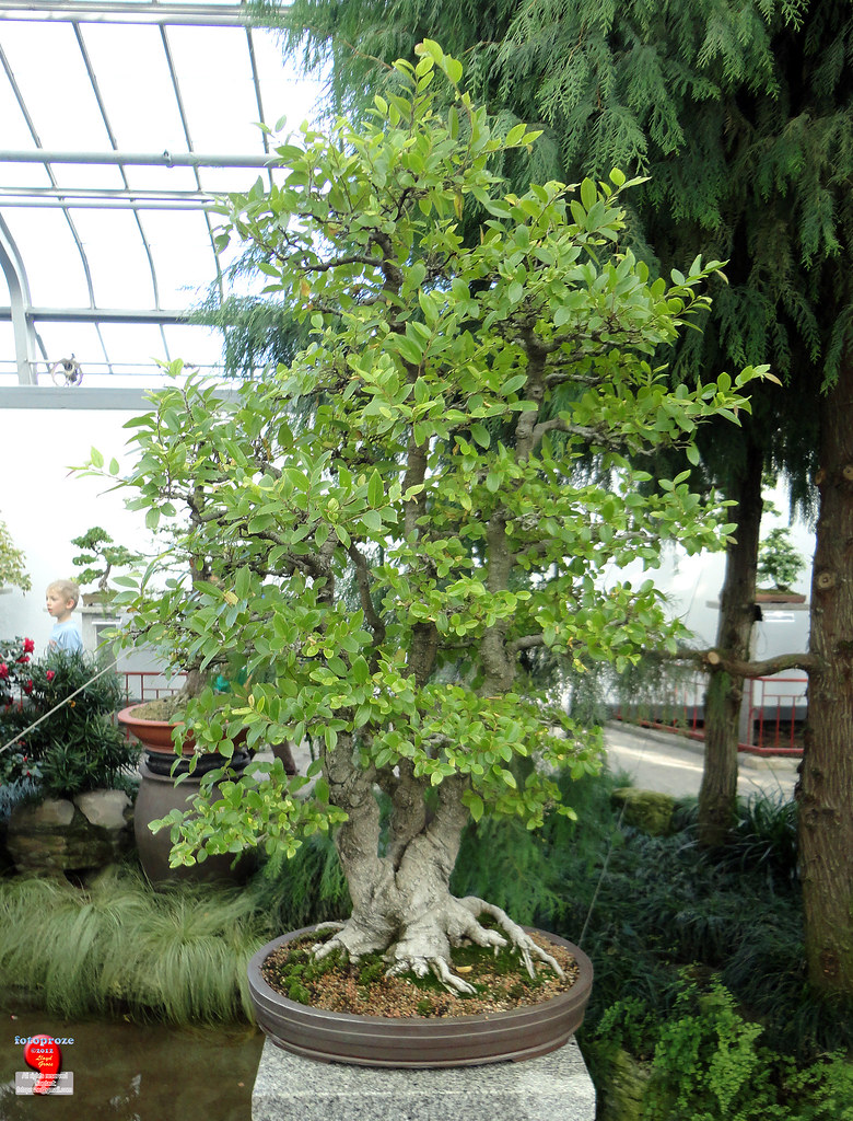 Bonsaï & Penjing Chinese hackberry Celtis sinensis U… Flickr
