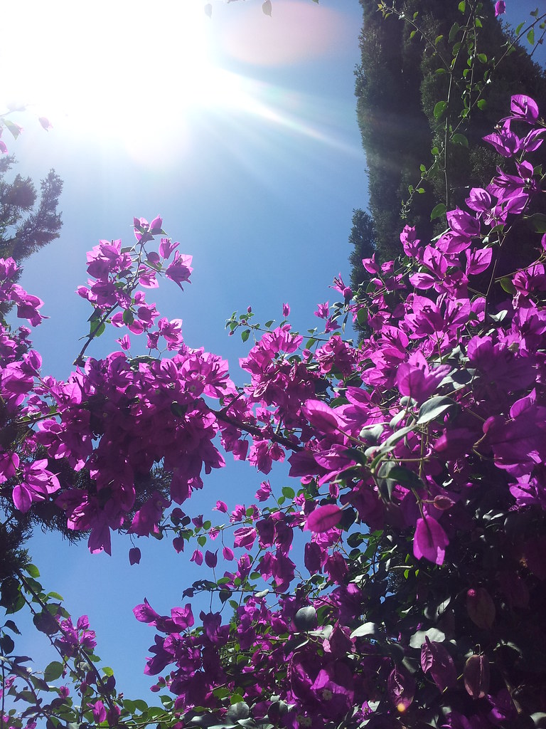 Pink Palace 666SS Flickr