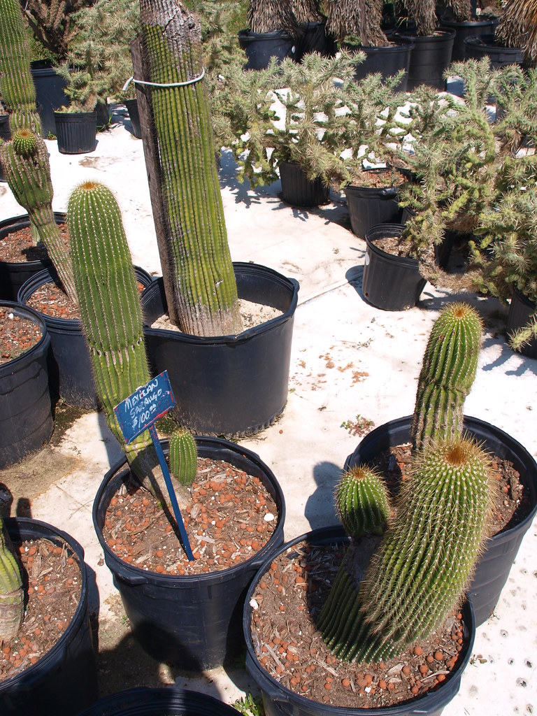 Houston Texas Cactus King Plant Nursery 2012 Folk Art arti… Flickr