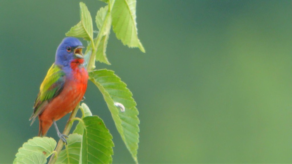 Painted Bunting Jefferson City, MO 5/20/12 Andy Reago & Chrissy