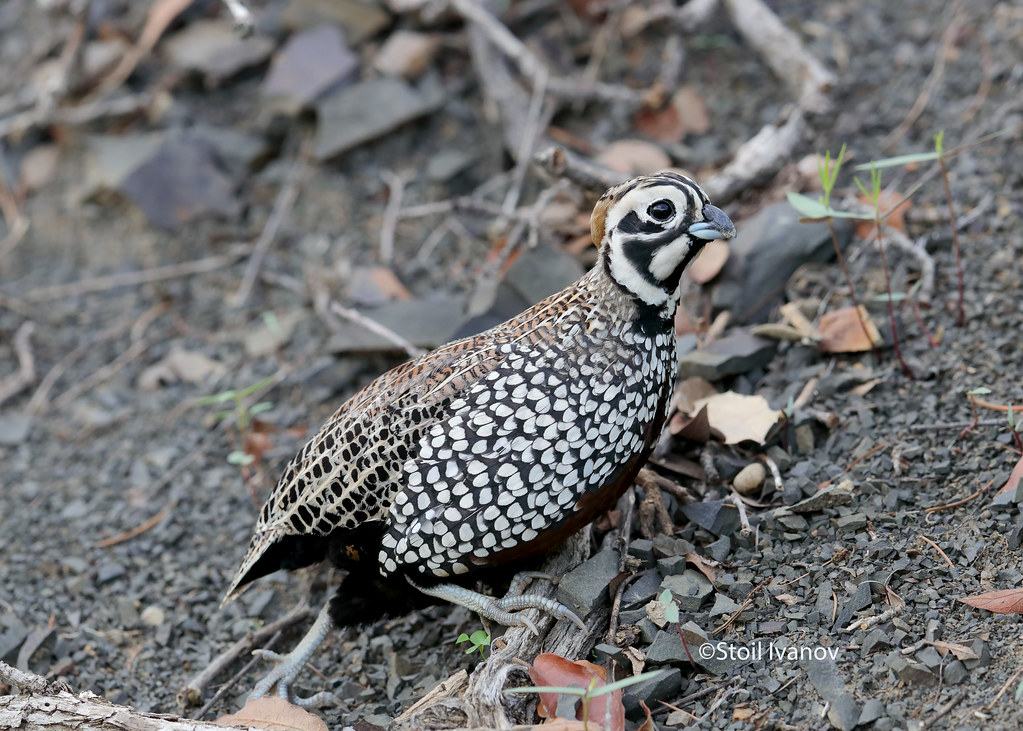 Montezuma quail Montezuma quail ( Cyrtonyx montezumae ) 8… Flickr