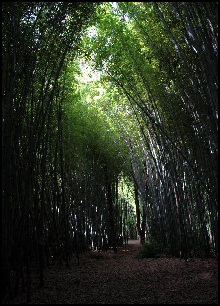 20120720 Bamboo Forest, Cherokee North Carolina 005 Flickr