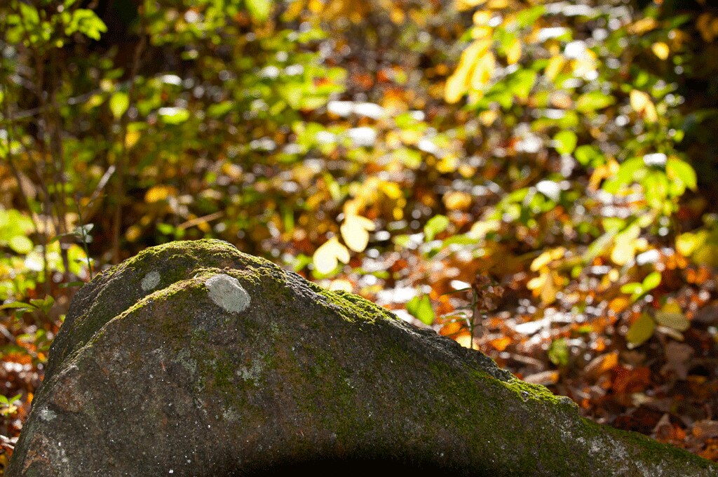 DSC_1231 Aspectuck Land Trust Hike October 21 2012 Nancy Wilt Flickr
