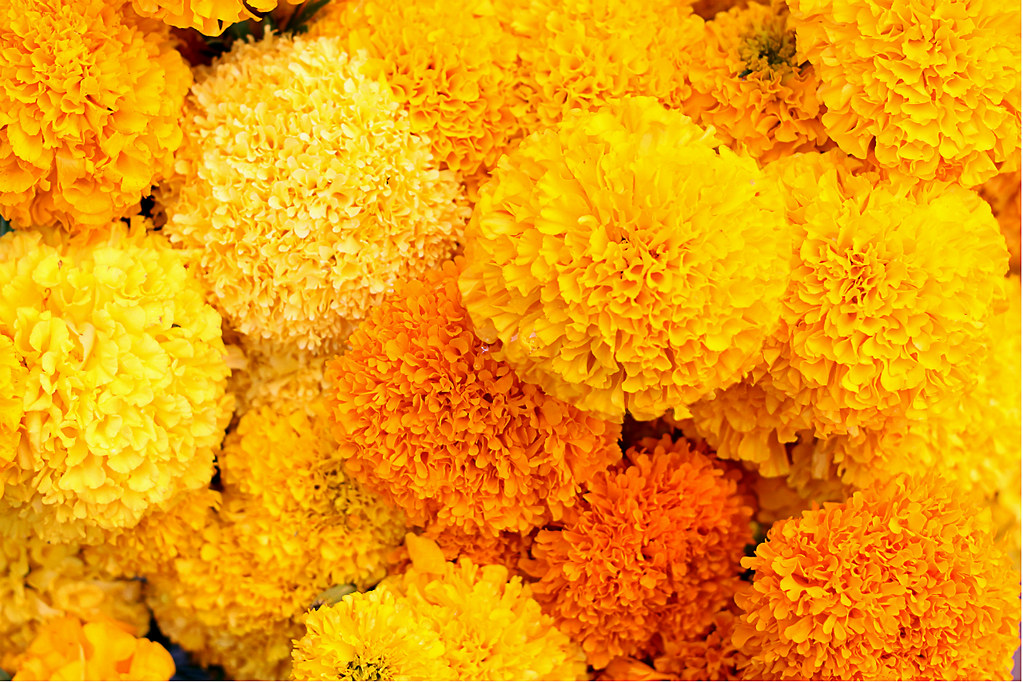 Flores de cempasúchil El nombre original en náhuatl es