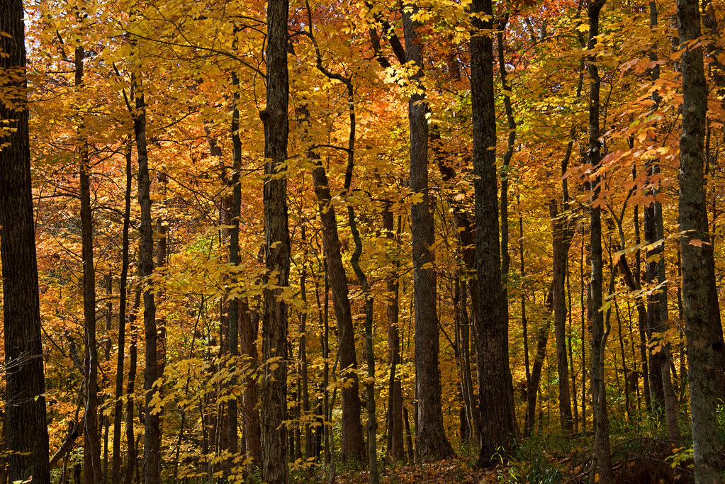 Elevation of Villa Ridge, MO, USA Topographic Map Altitude Map