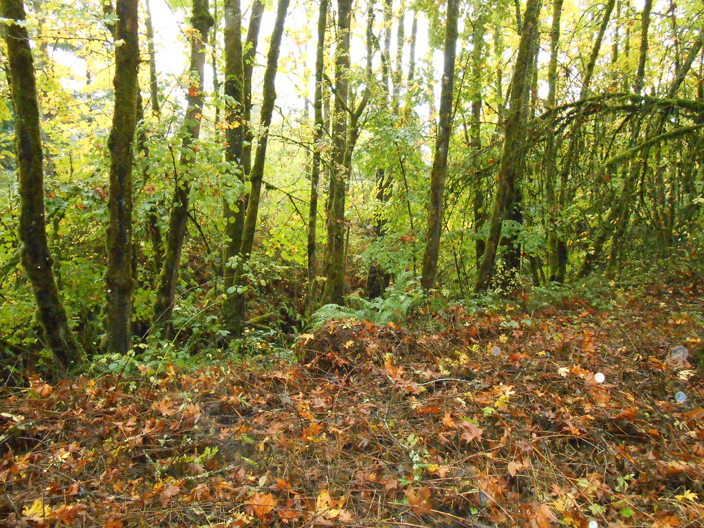 Bryant Woods Natural Area Bryant Neighborhood, Lake Oswego… Flickr