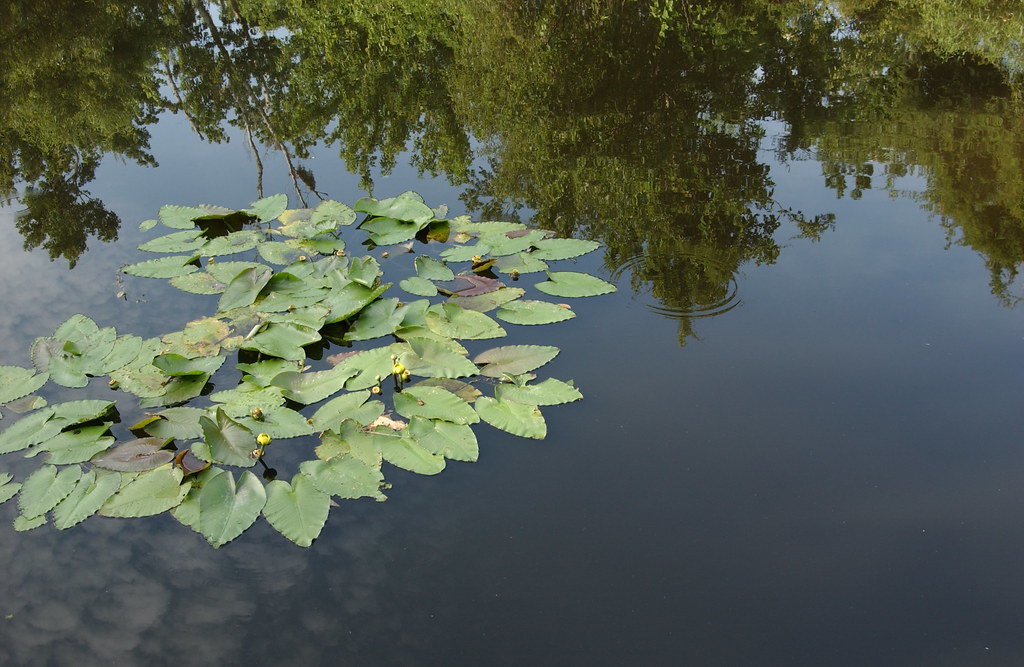 Sawgrass_061208_DL57 Pinellas County Flickr