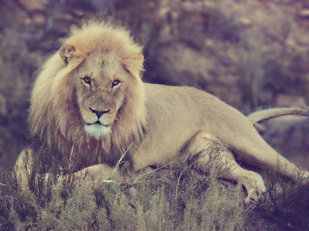 Wild Lion South America jilian dee Flickr